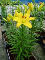 [1626 Serrada No02.JPG]